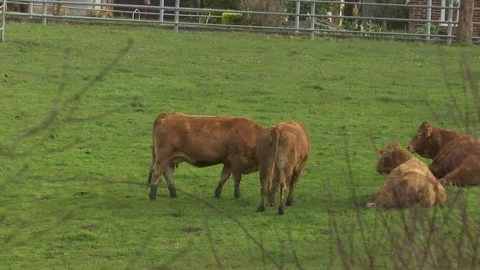Brown cows resting and standing in a green pasture on a bright day a peaceful Видео 337060791