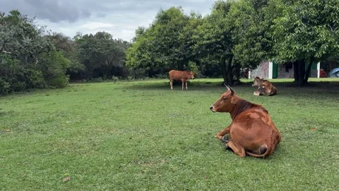 Brown cows resting in lush green pastures under leafy trees Stock Footage 330194838