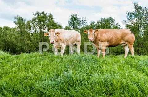 Brown cows standing on a dike Stock Photos