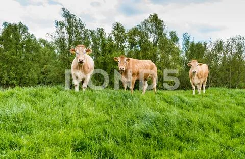 Brown cows standing in fresh grass Stock Photos