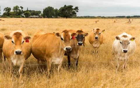 Brown Cows Summer Stock Photos