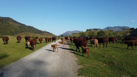 Brown cows walking away from camera in Pyrenees, 4k with cowbell sound Stock Footage 118855123
