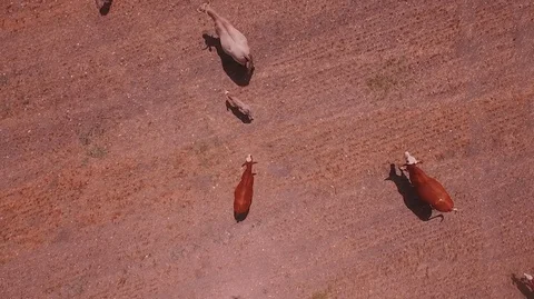 Brown cows walking in the field. Stock Footage 105962421