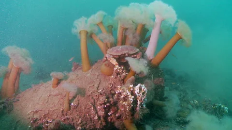 Brown crab anemome Stock Footage 47953454