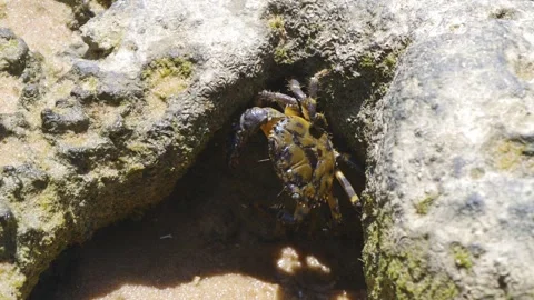 Brown Crab on Beach Rocks Stock Footage 252928581