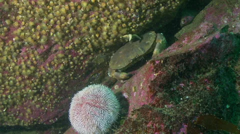 Brown crab crevice Stock Footage 47868901