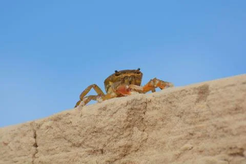 Brown crab walking on sandy surface Stock Photos