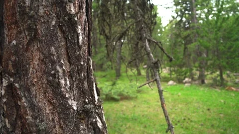 Brown cracked pine bark texture on tree trunk in Serbian forest, vivid color Stock Footage 339465560