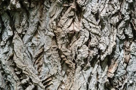 Brown cracked tree bark background Stock Photos