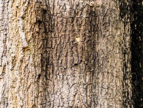 Brown cracked Tree bark for texture and background Stock Photos