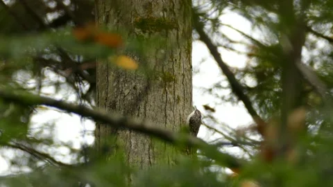 Brown Creeper bird ''creeping'' up the side of a tree and searching in moss Stock Footage 137051099
