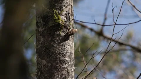 Brown creeper bird foraging for insects on an Alder tree trunk Stock Footage 275247260