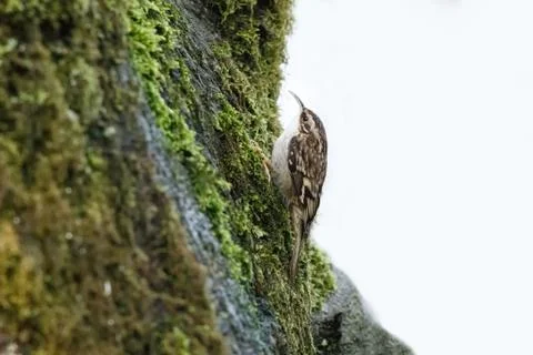 Brown Creeper bird Foto stock
