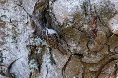 Brown Creeper bird Stock Photos