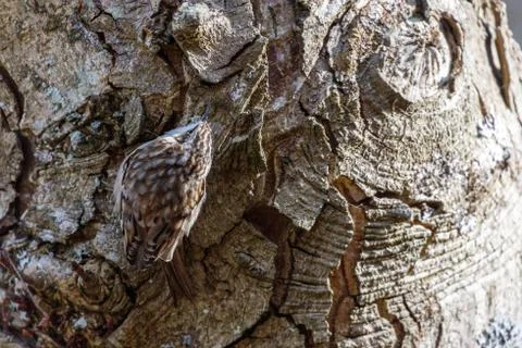 Brown Creeper bird Stock Photos