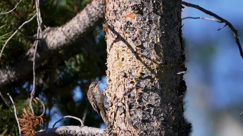 Brown Creeper bouncing up the tree bark in the Utah wilderness Video stock 342743703