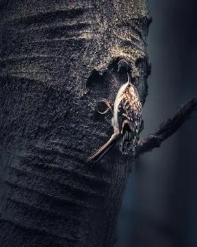 Brown Creeper climbing vertically on a tree trunk 스톡 사진
