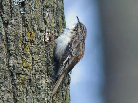 Brown creeper Stock Photos