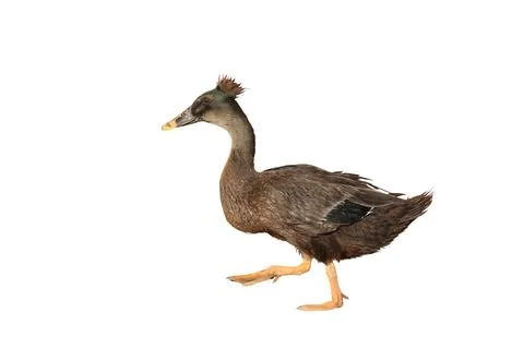 Brown Crested Duck Stock Photos