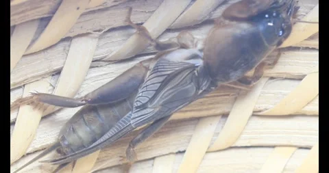 The brown cricket Stock Footage 292971881