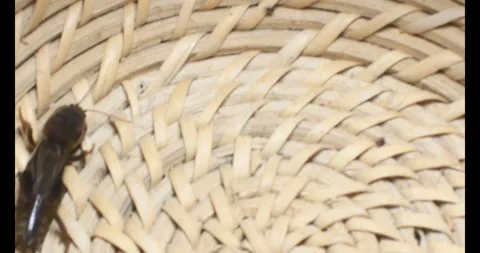 The brown cricket Video stock 292972052