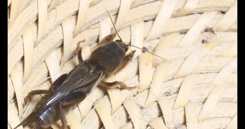 The brown cricket Video stock 292973061