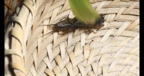 The brown cricket Video stock 292973183