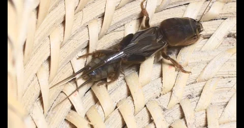 The brown cricket Video stock 292973234
