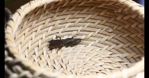 The brown cricket Stock Footage 292974122