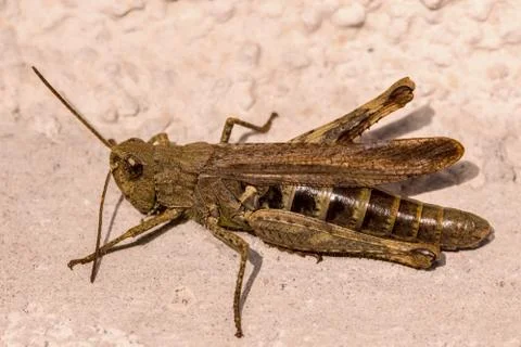 Brown cricket Stock Photos