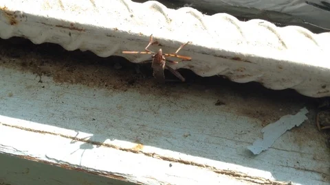 Brown Crimean Bug on White Window Stock Footage 88073383