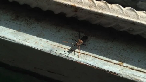 Brown Crimean Bug on White Window 2 Stock Footage 88073438