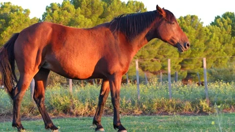 A brown criollo horse looking into the setting sun in La Pampa Argentina in the Stock Footage 345619872