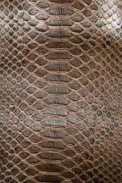 Brown crocodile texture 스톡 사진