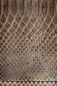 Brown crocodile texture 写真素材