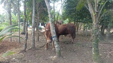Brown crow in park Stock Footage 243327363