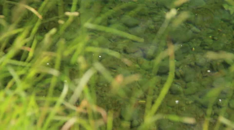 Brown cruising under willows Stock Footage 36472288