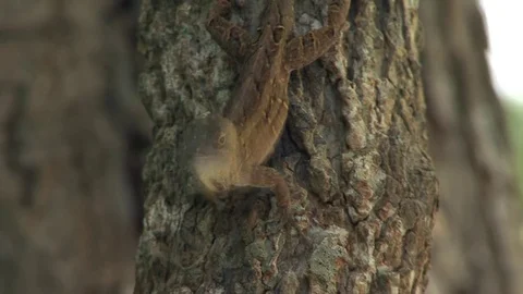 Brown cuban anole (lizard) extending dewlap, Florida Stock Footage 82803773