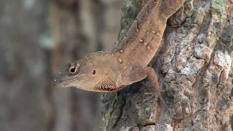 Brown cuban anole (lizard) shaking its head, Florida Stock Footage 82804182