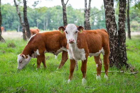 Brown curious calf Stock Photos