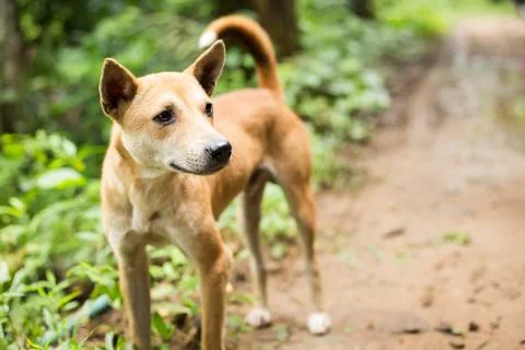 Brown curious dog Stock Photos