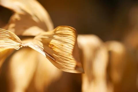 Brown Curled Leaf Foto stock