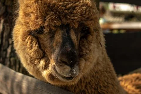 Brown curly alpaca looks over a wooden fence in a farm. Stock Photos