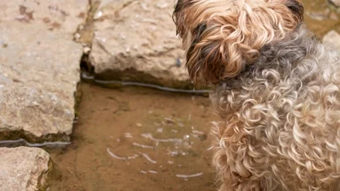 Brown curly dog drinks water from a Stock Video Pond5