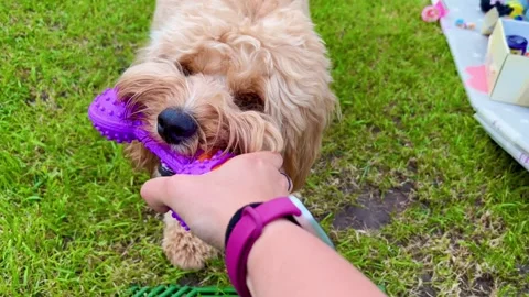Brown curly doodle dog playing with a toy while a hand pulls and tugs it Stock Footage 345834411