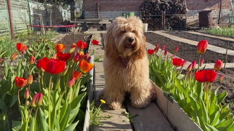 Brown curly doodle dog walking in a blooming flower garden in spring Stock Footage 345833652