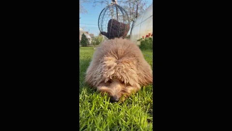 Brown curly doodle dog walking in a blooming flower garden in spring. Verti.. Stock Footage 345833848