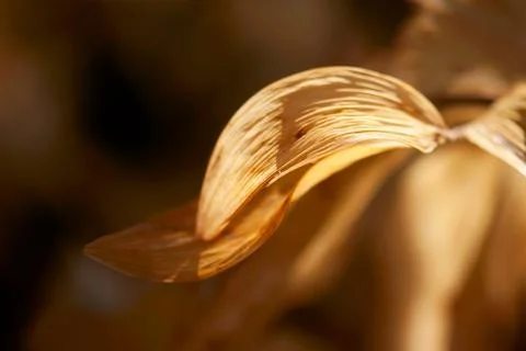 Brown Curved Leaf Stock Photos