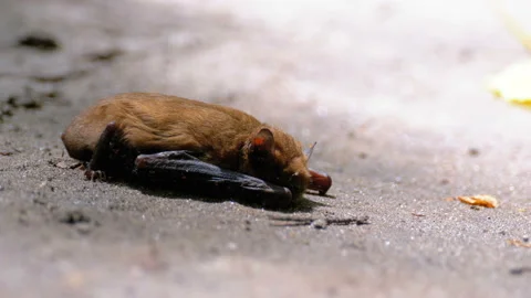Brown Cute Bat Lying on the Ground. Summer day. Weakened bat. Stock Footage 116698700