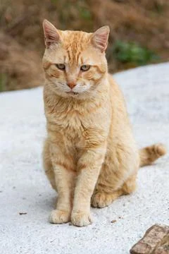 Brown cute cat Stock Photos